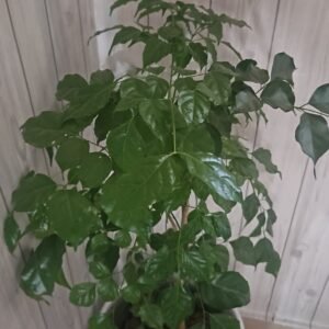 China Doll Plant