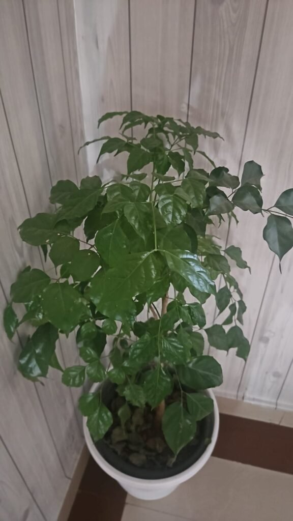 China Doll Plant china doll plant 2