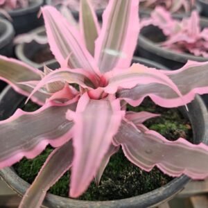 Cryptanthus