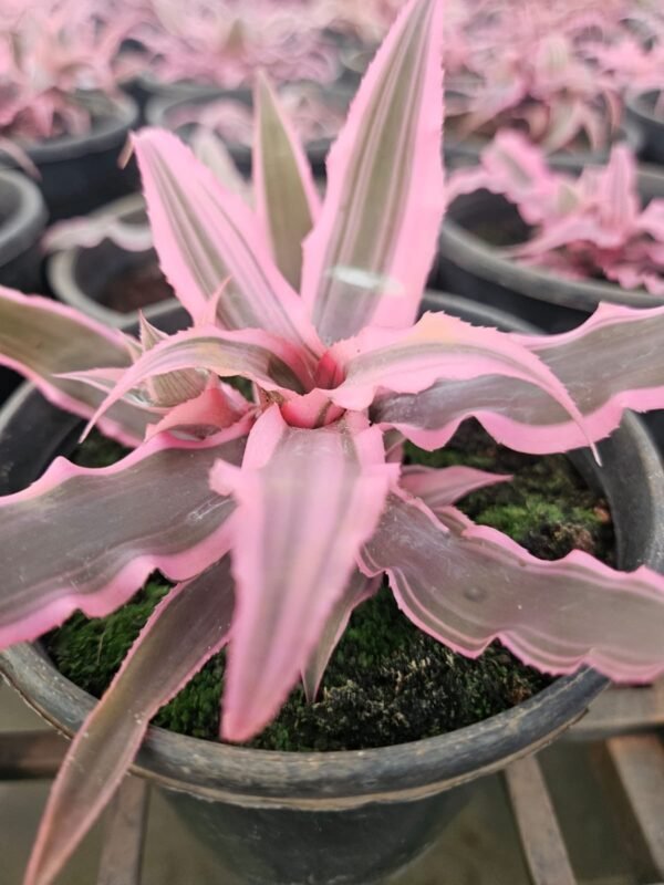 Cryptanthus