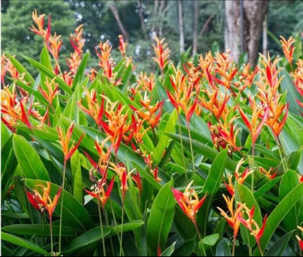 heliconia 4