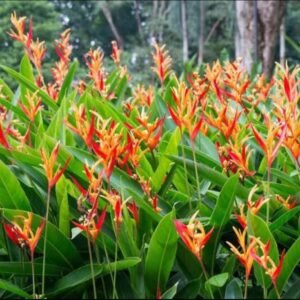 heliconia 4