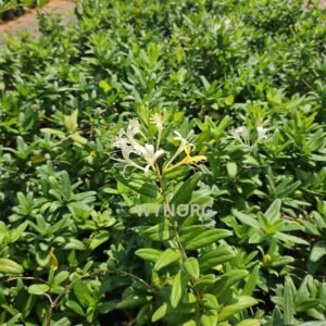 honeysuckle creeper