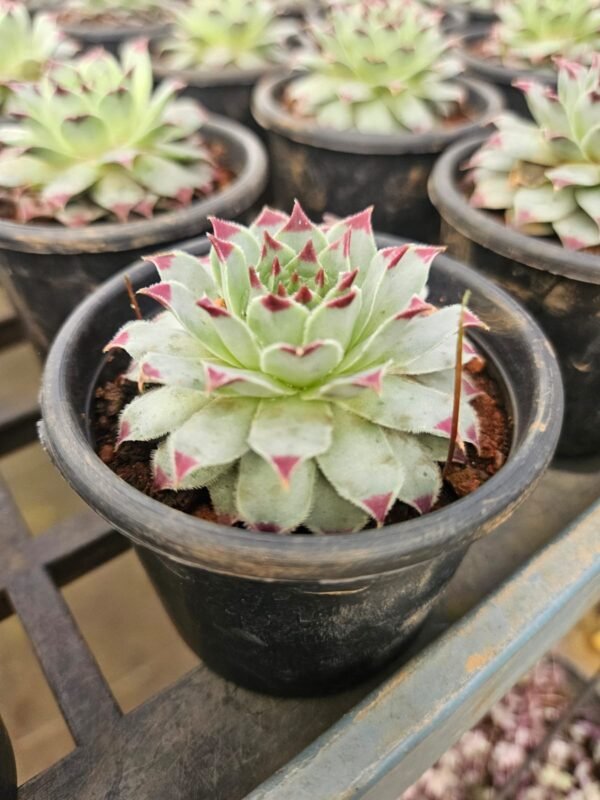 Laxmi Kamal / Lotus Cactus Laxmi Kamal / Lotus Cactus