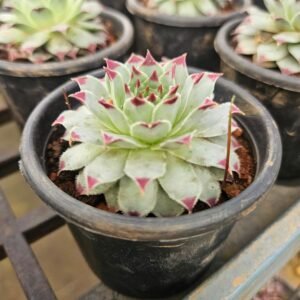 laxmi kamal lotus cactus