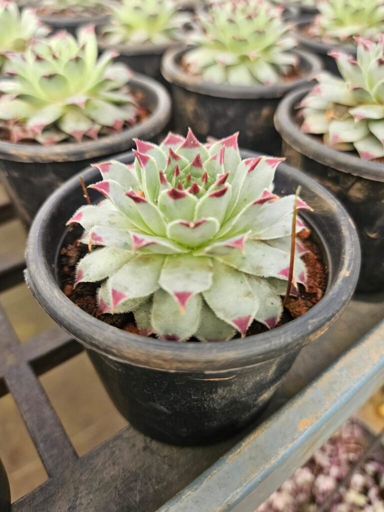Laxmi Kamal / Lotus Cactus laxmi kamal lotus cactus