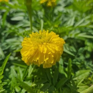 marigold