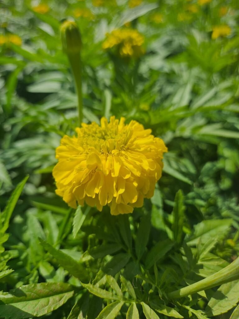 Marigold marigold