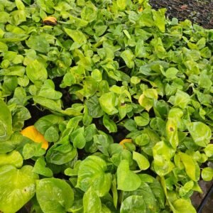 money plant 1