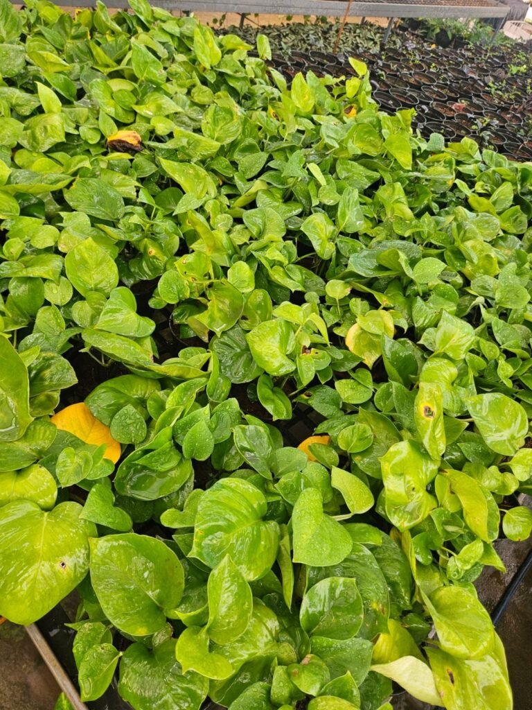 money plant 1