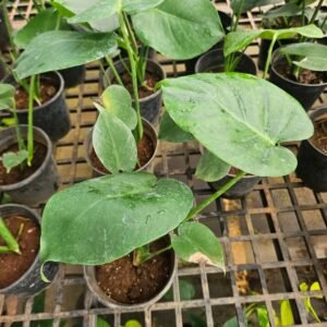 Monstera Deliciosa