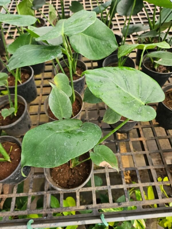Monstera Deliciosa Monstera Deliciosa