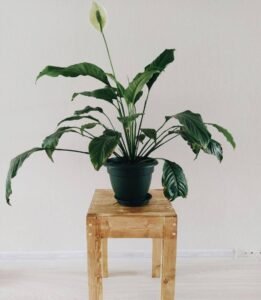 Peace Lily Plant