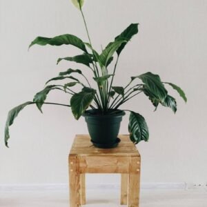 Peace Lily Plant