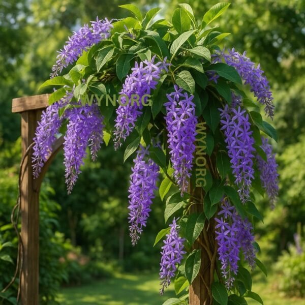 Petrea Petrea