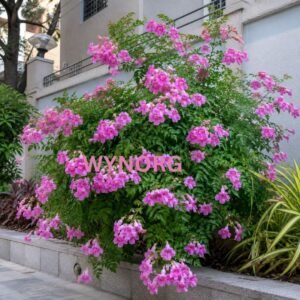 Pink Trumpet Vine