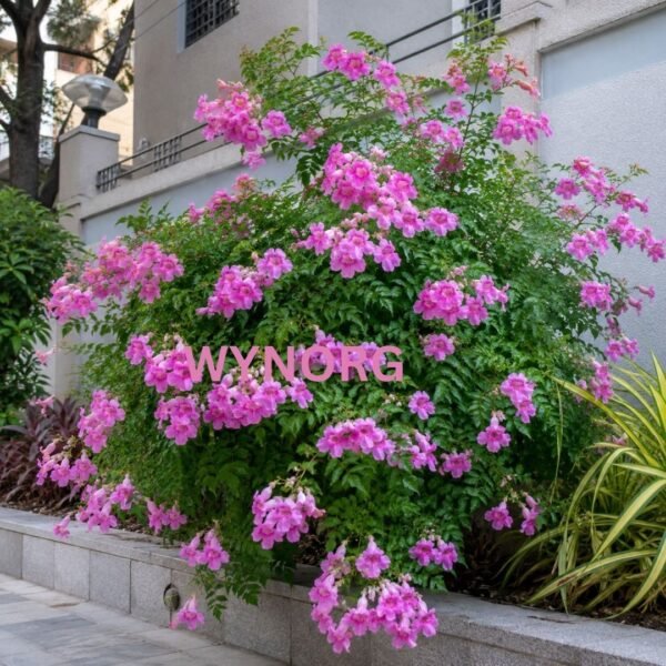 Pink Trumpet Vine Pink Trumpet Vine