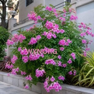 pink trumpet vine