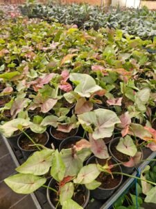 Syngonium