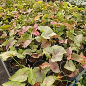 Syngonium