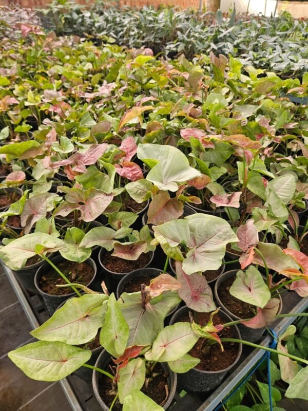 Syngonium