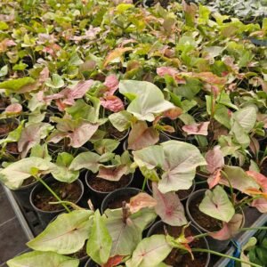 syngonium 2