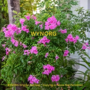 tecoma pink plant
