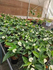 White Anthurium