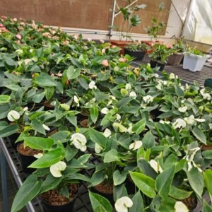 White Anthurium