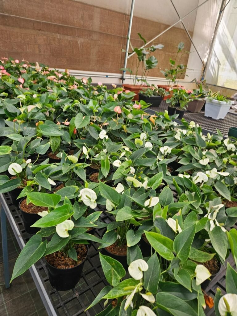 White Anthurium white anthurium 2