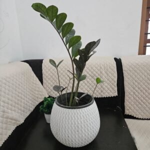 ZZ Plant