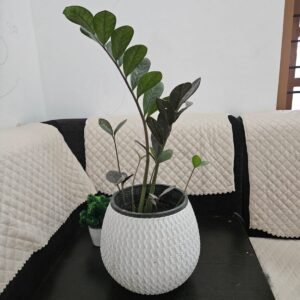 zz plant