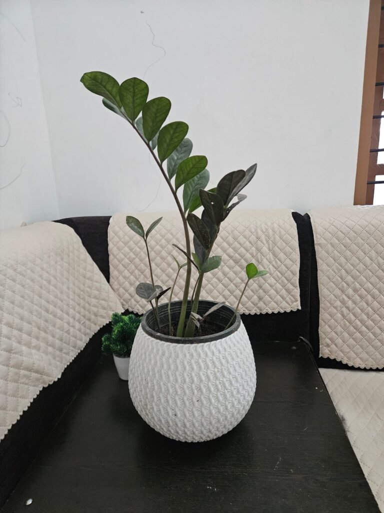 zz plant