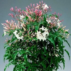 plant 3