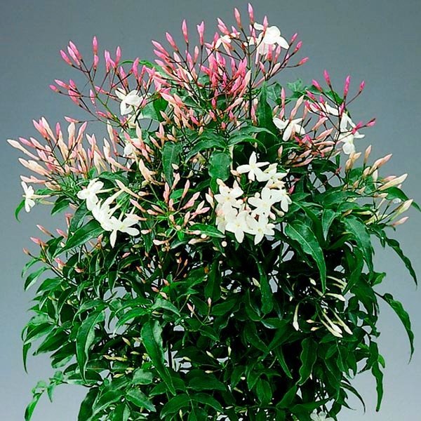 plant 3
