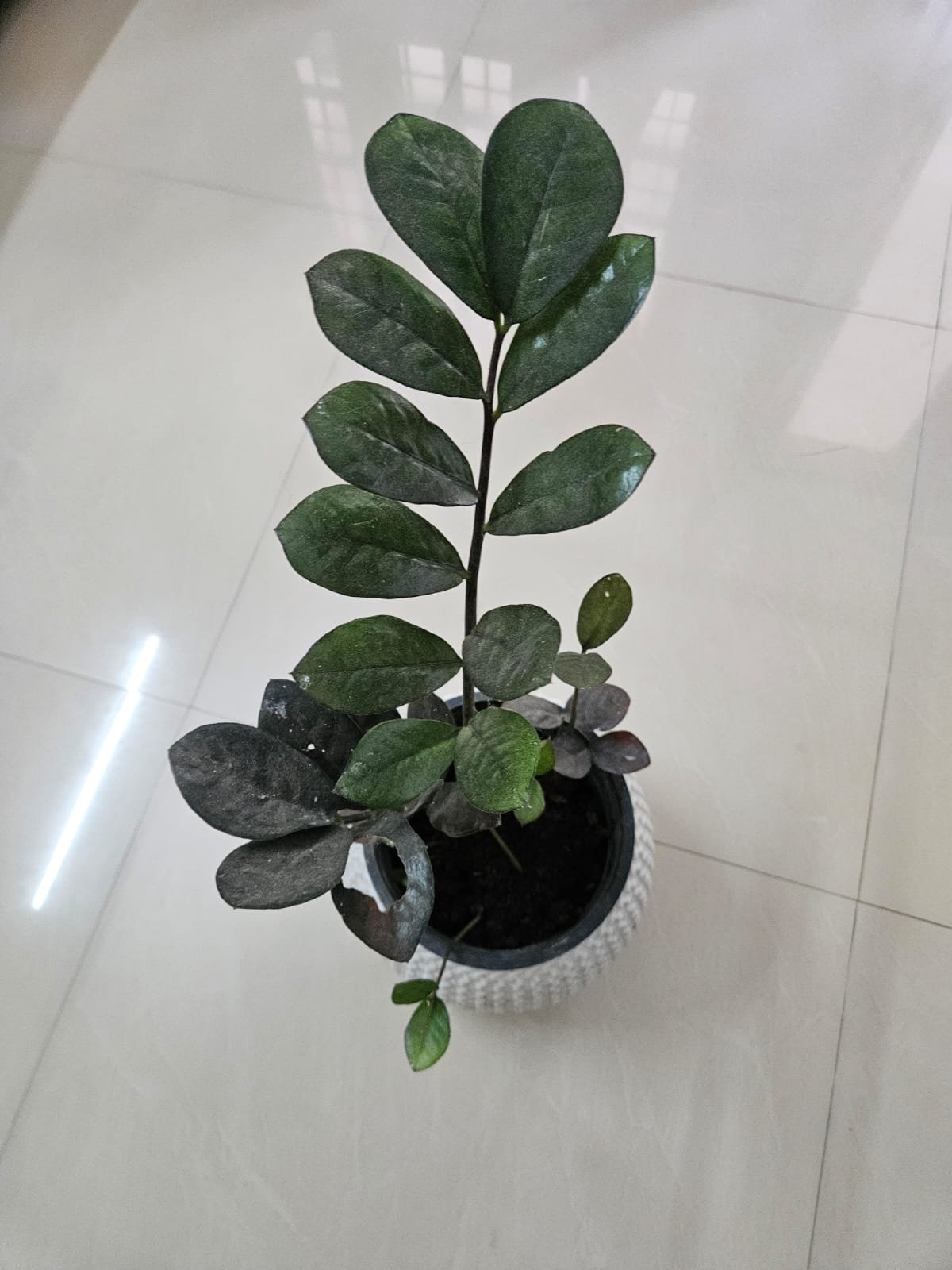 ZZ Plant