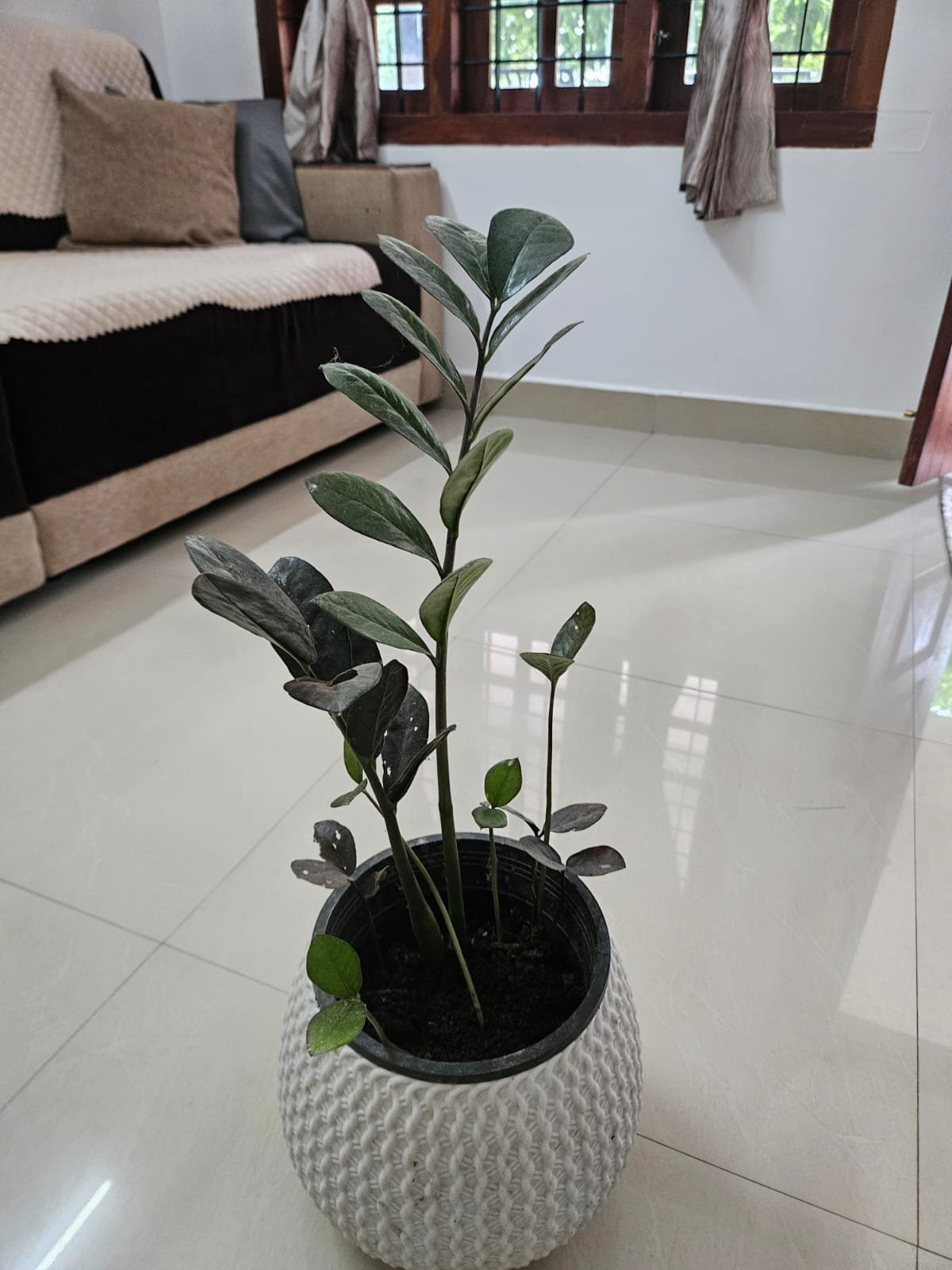 ZZ Plant