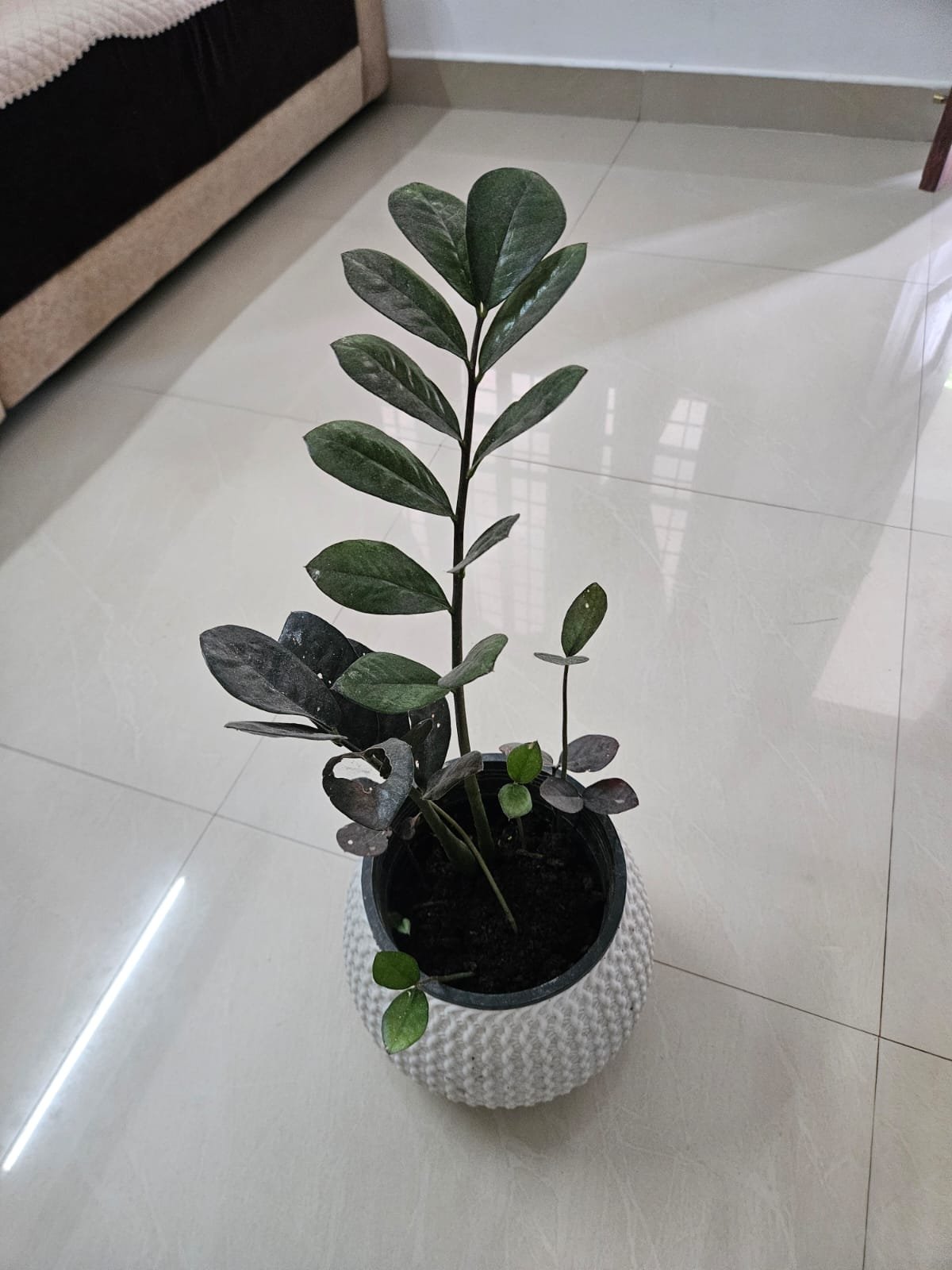 ZZ Plant