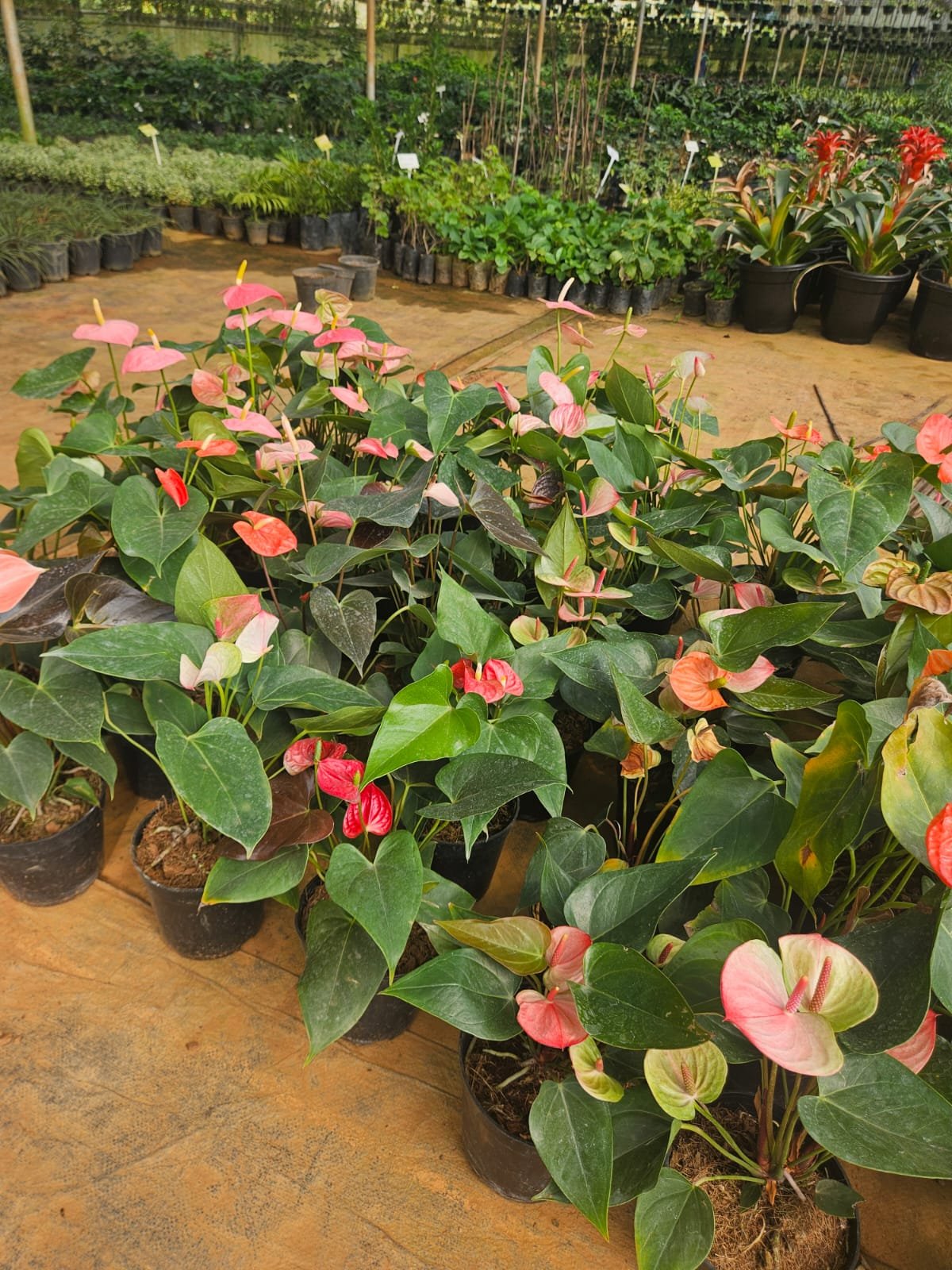 Anthurium Anthurium