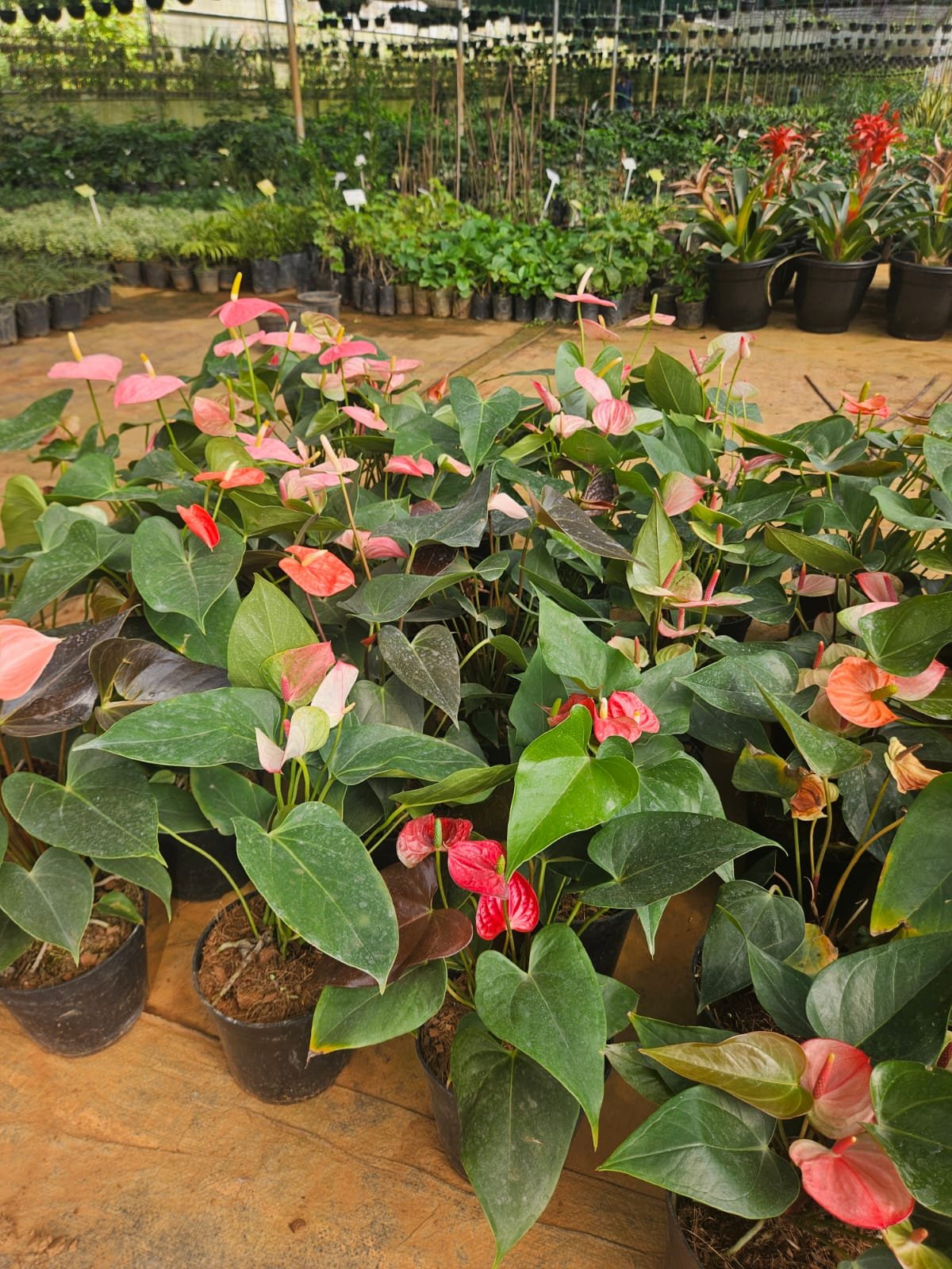 Anthurium Anthurium