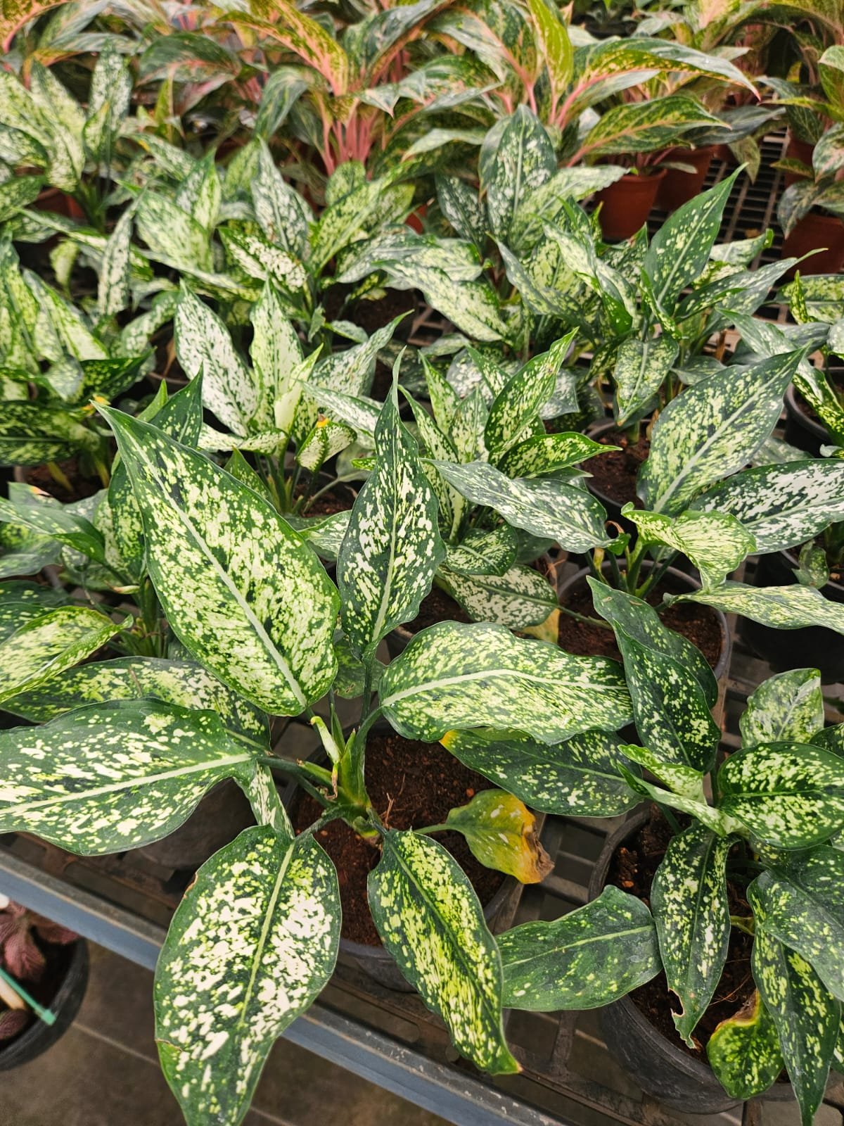 Button Fern Button Fern