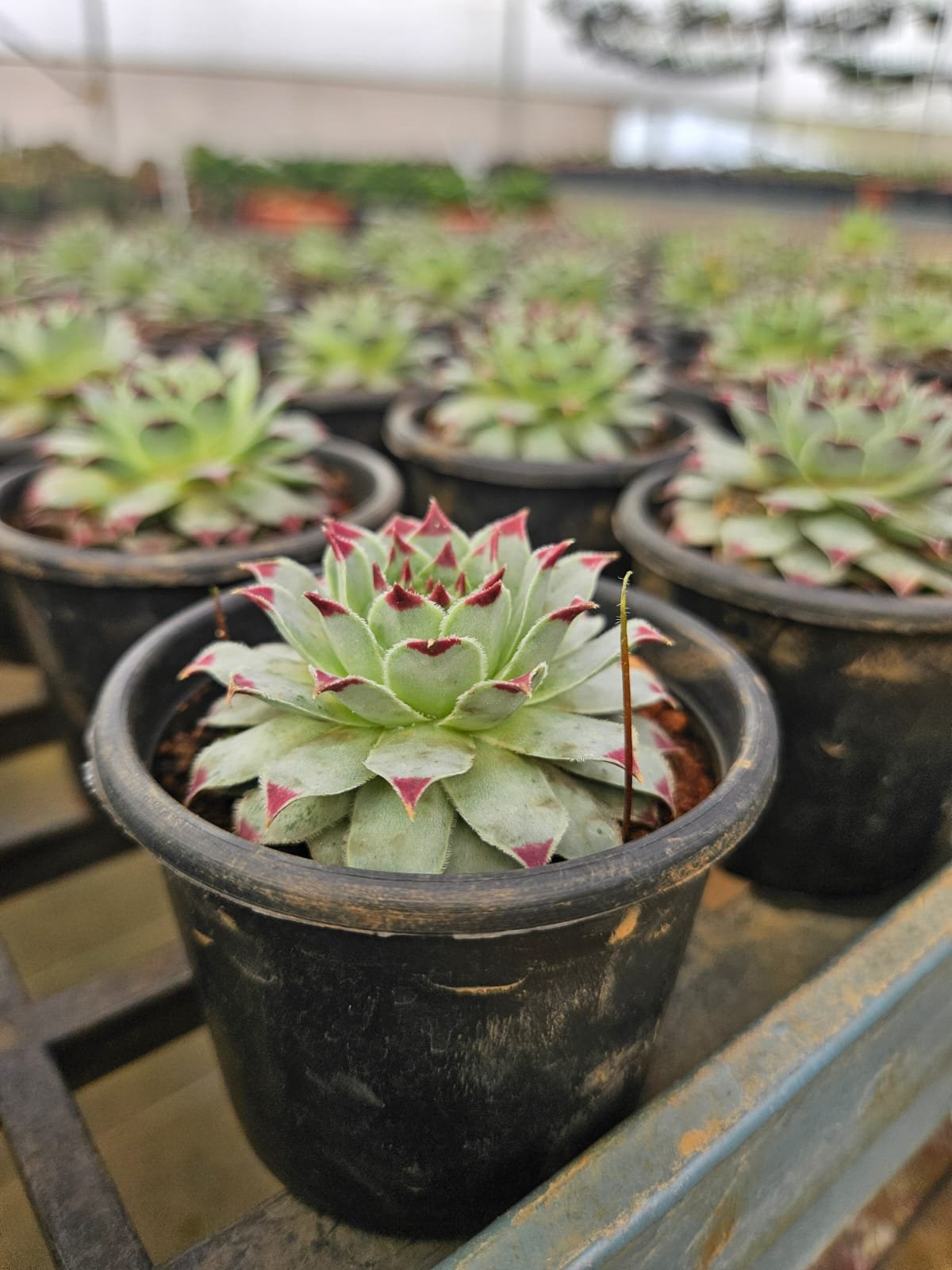 Laxmi Kamal / Lotus Cactus Laxmi Kamal / Lotus Cactus