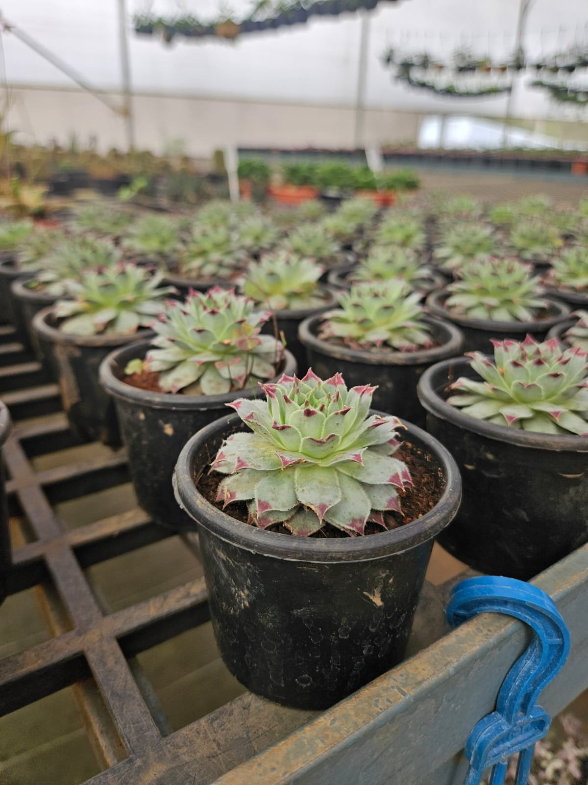 Laxmi Kamal / Lotus Cactus Laxmi Kamal / Lotus Cactus