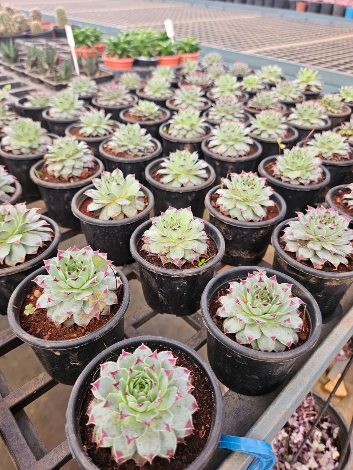 Laxmi Kamal / Lotus Cactus Laxmi Kamal / Lotus Cactus