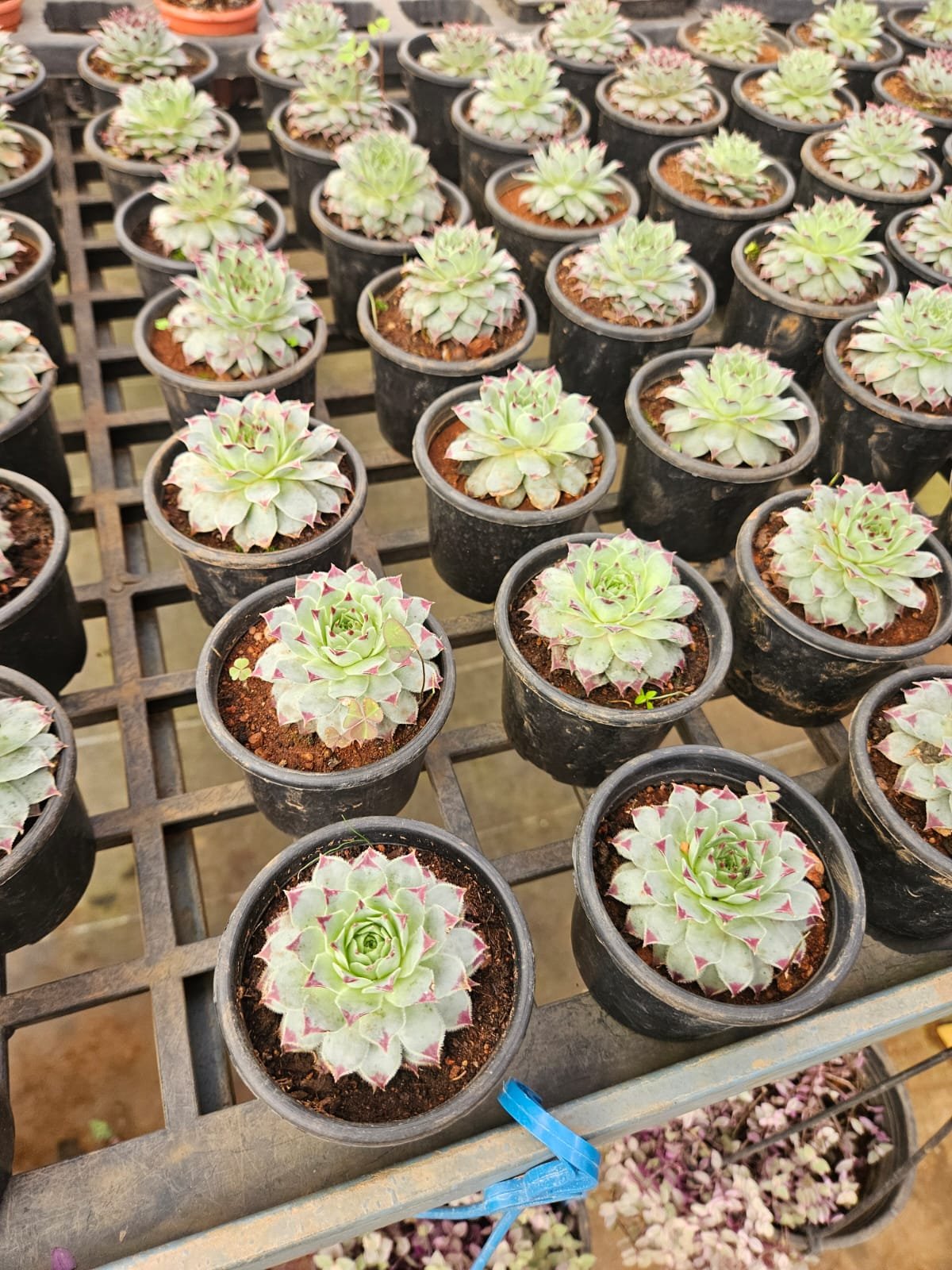Laxmi Kamal / Lotus Cactus Laxmi Kamal / Lotus Cactus