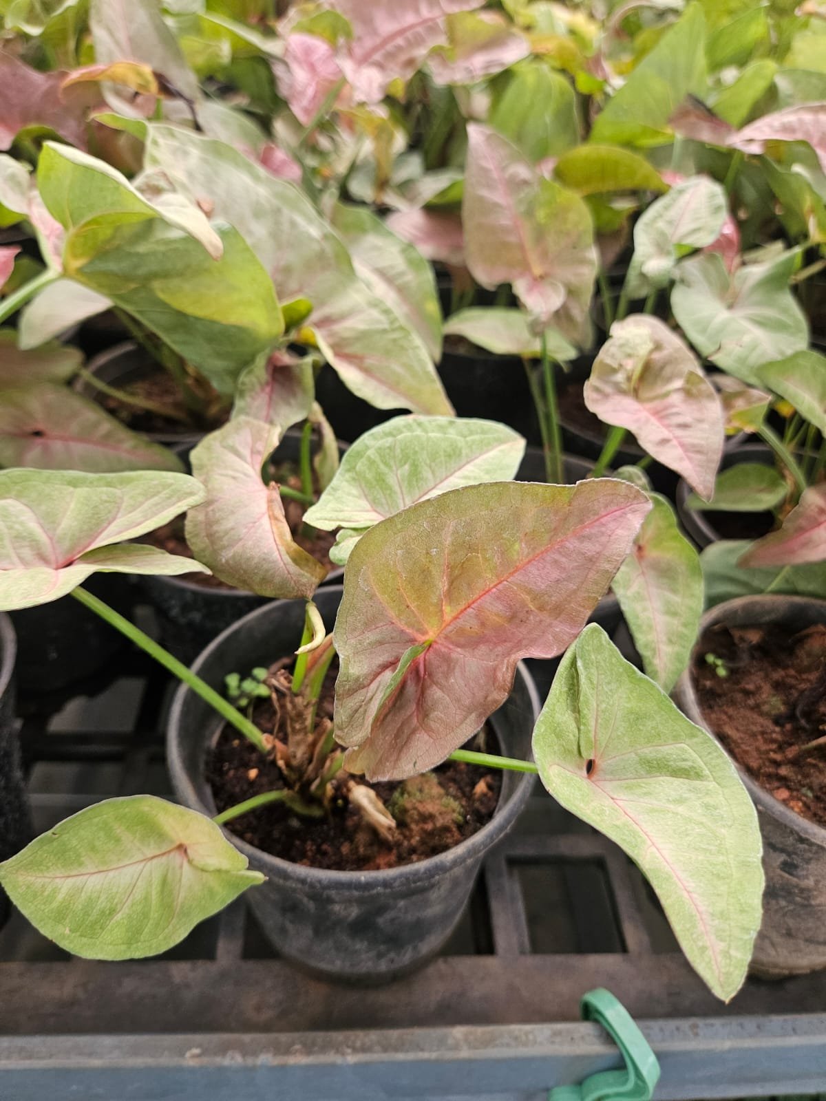 Syngonium
