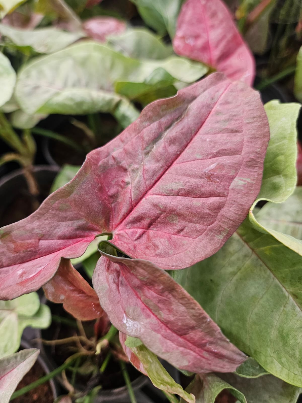 Syngonium
