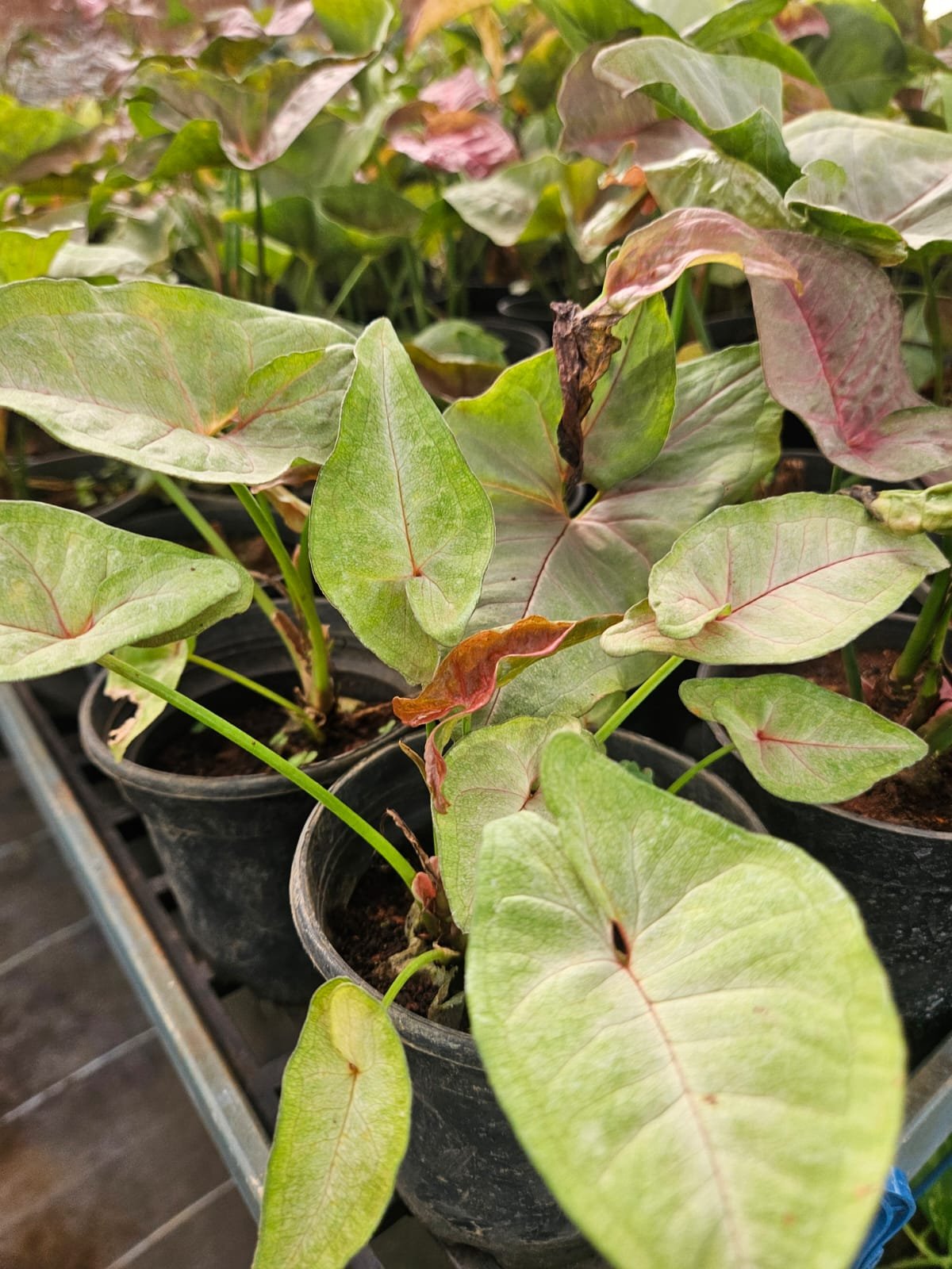 Syngonium