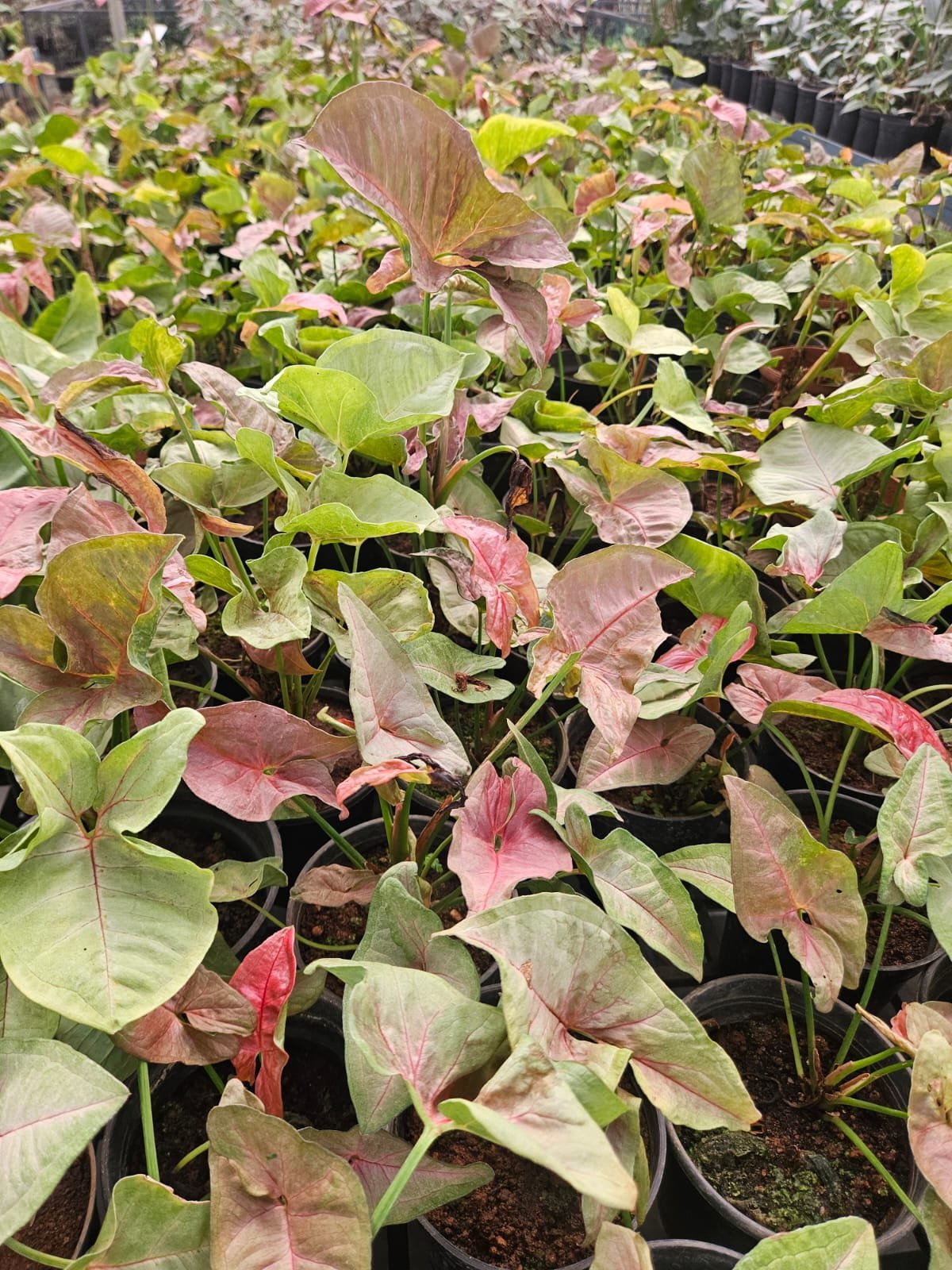 Syngonium