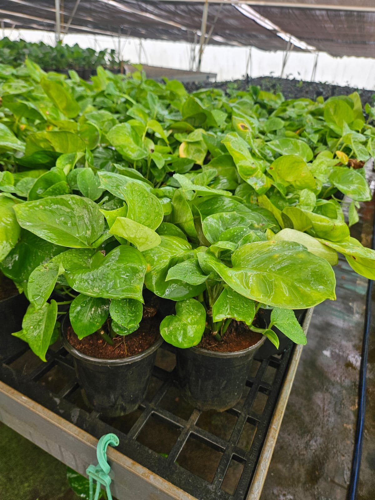 Money Plant